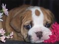 Copy of americanbulldog_smith4